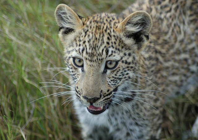 A young leopard cub near Kwetsani Camp in the Okvango Delta, Botswana.